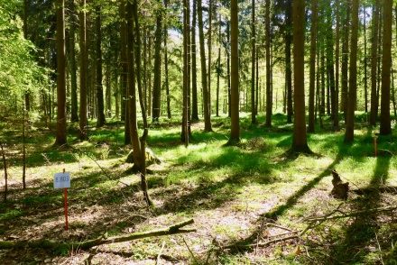 NKanton Aargau reagiert auf Dioxin-Belastung im Wald bei KVA Buchs
